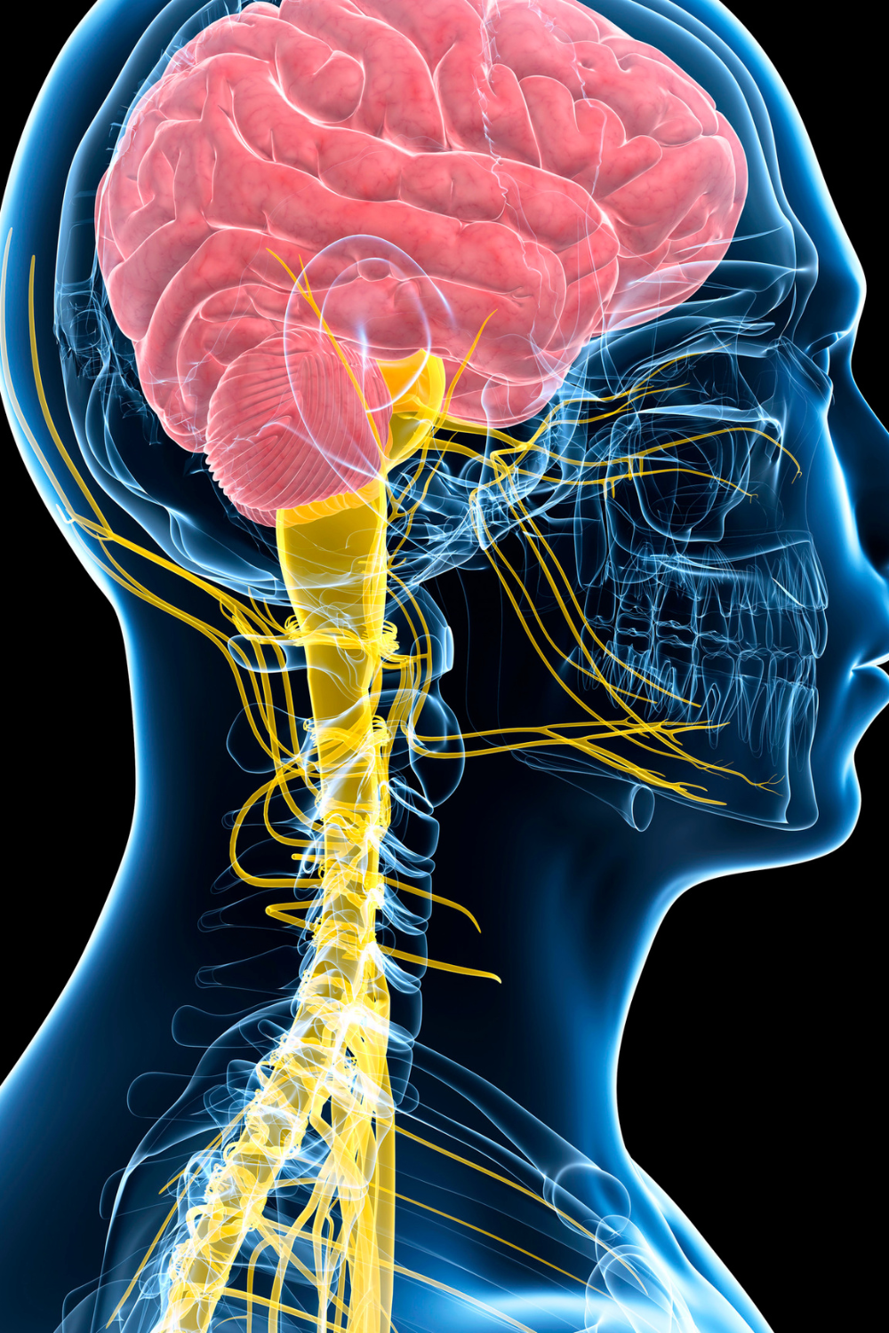 Trauma Craneoencefálico y Raquimedular
